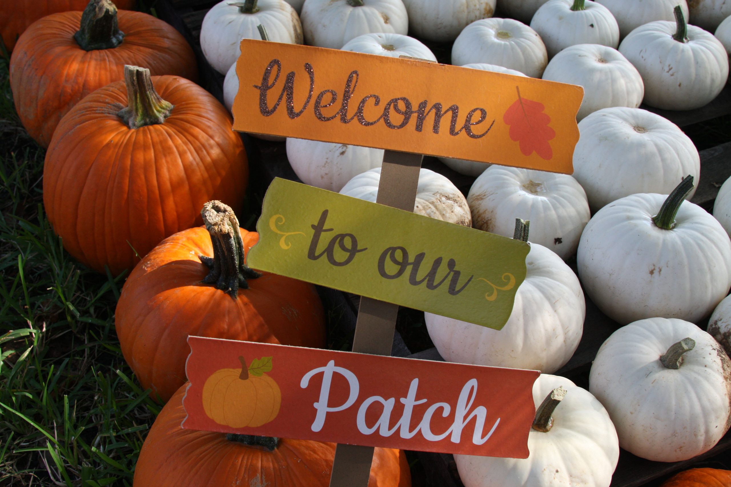 St. Paul Fall Festival - Oct. 3