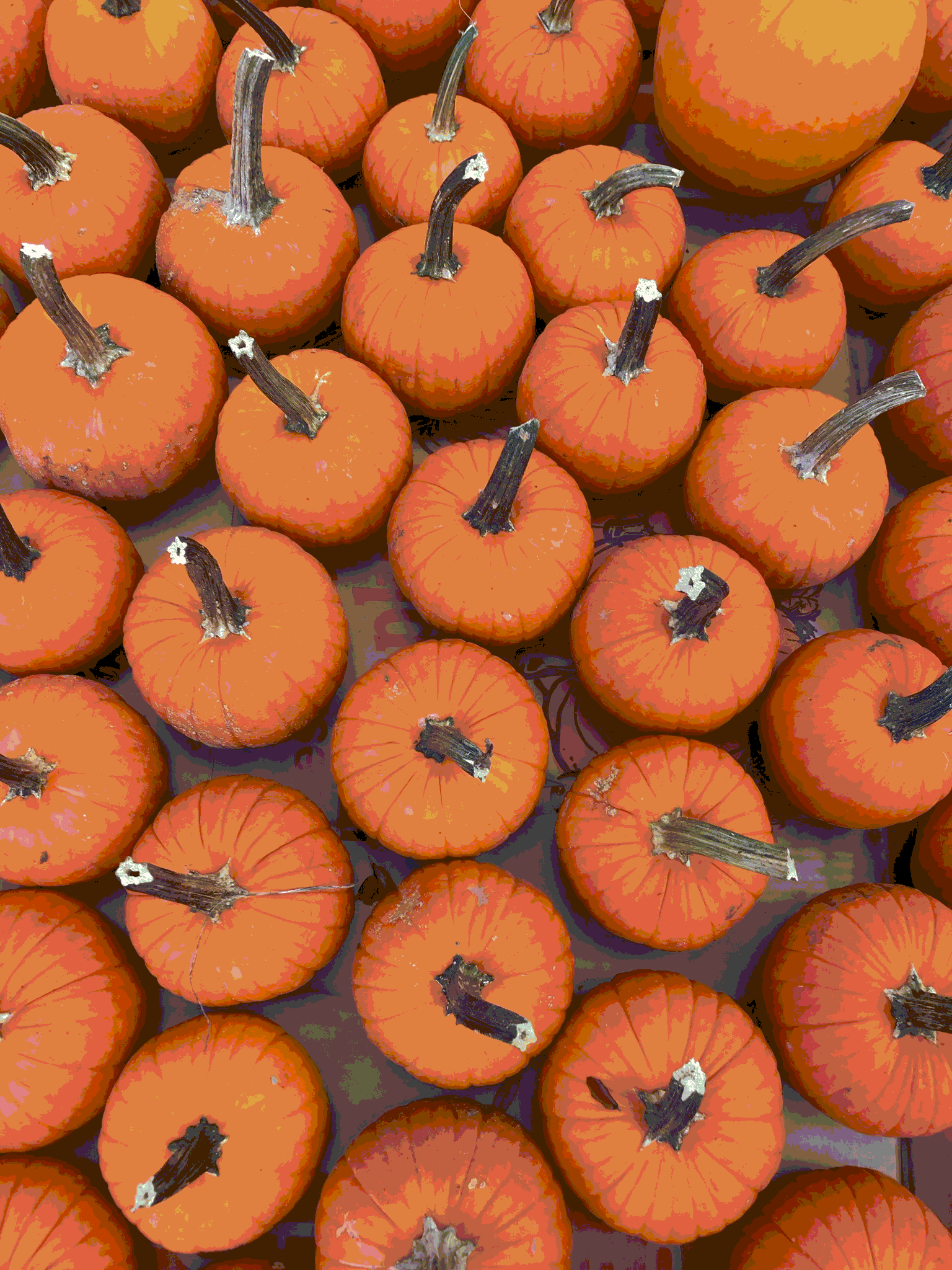 Pumpkin Patch OPEN - Now Thru Oct. 31